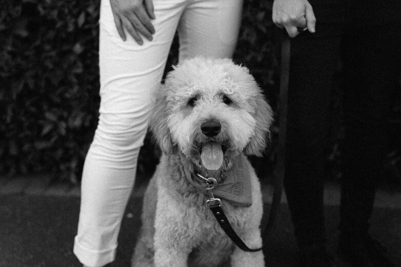 Family, Wedding & Newborn Photographer in Melbourne | Gill Juergens Photography | Dogs are always welcome! | Gill Juergens Photography
