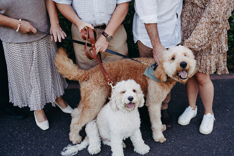 Family, Wedding & Newborn Photographer in Melbourne | Gill Juergens Photography | Dogs are always welcome! | Gill Juergens Photography