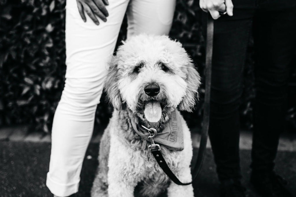 Dogs are always welcome! | Gill Juergens Photography