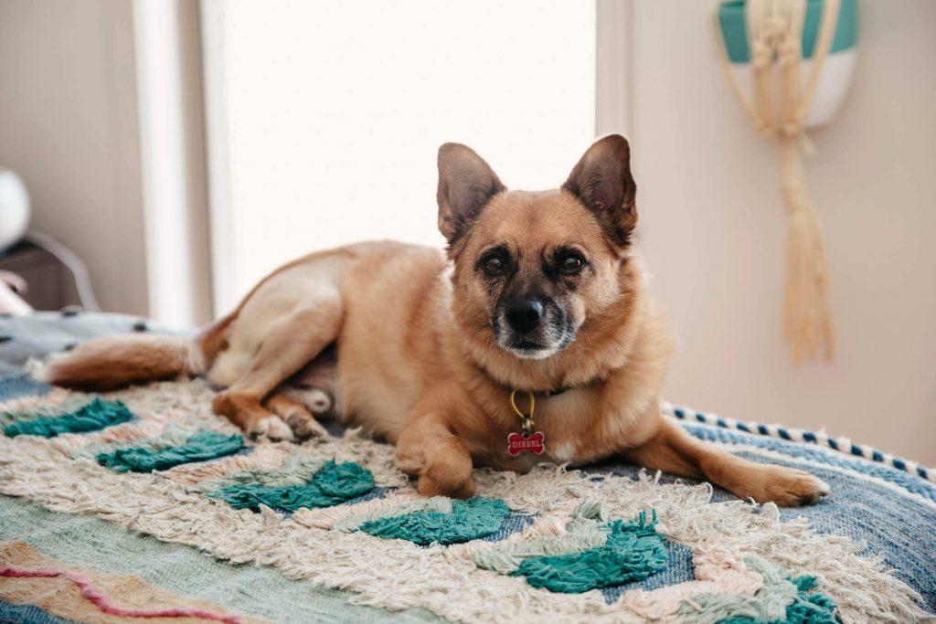 Engagement - in home photos with Diesel the dog | Gill Juergens Photography