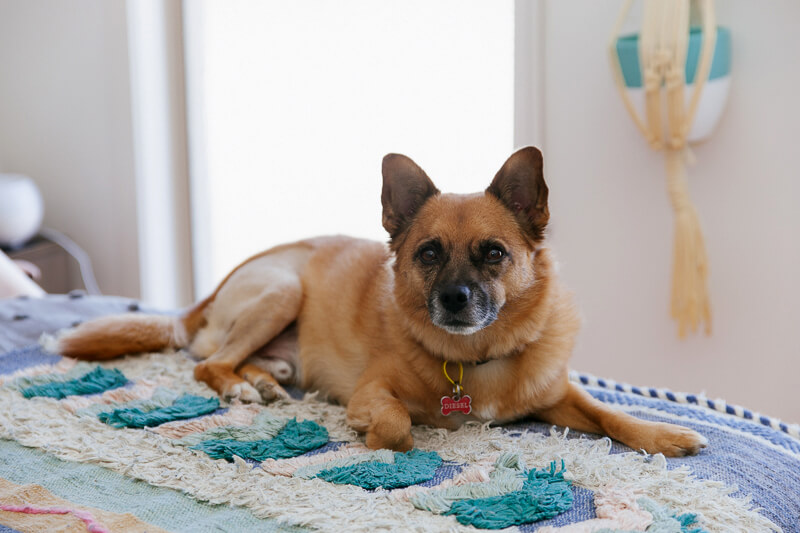 Family, Wedding & Newborn Photographer in Melbourne | Gill Juergens Photography | Engagement photos in Melbourne - in home photos with Diesel the dog | Gill Juergens Photography